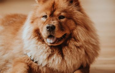 10 Ras Anjing Termahal di Dunia, Ada yang Mencapai Miliaran ...