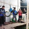 Ular Sanca Sepanjang 4 Meter Ditangkap di Kolam Lele Warga Bangkalan