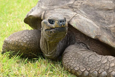 Berusia 190 Tahun, Jonathan Pecahkan Rekor Jadi Kura-kura Tertua di Dunia
