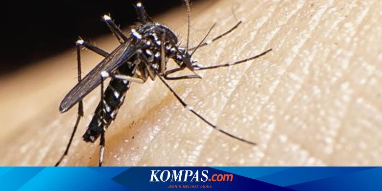 Berantas Nyamuk  Aedes  aegypti  dengan 2 Cara Tak Lazim Ini 