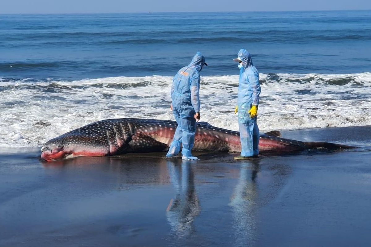 Petugas memeriksa bangkai hiu paus yang mati terdampar di Pantai Air Kuning, Kecamatan Jembrana, Kabupaten Jembrana, Provinsi Bali, Minggu (18/6/2023).