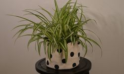 Letakkan Tanaman Laba-Laba di Area Rumah Ini, Bikin Karier Lancar