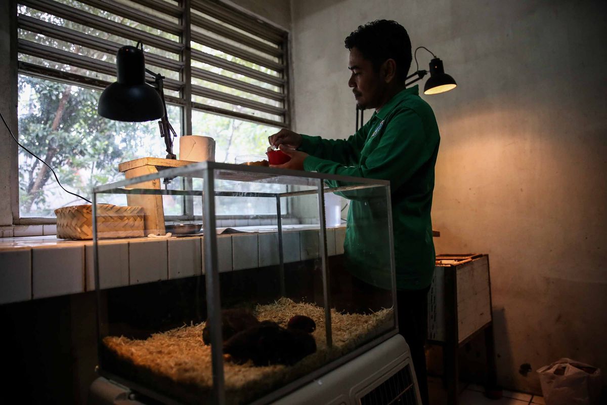 Pengasuh hewan saat memberikan makan burung Bayan di Kebun Binatang Ragunan, Jakarta Timur, Rabu (20/3/2019). Makanan yang diberikan seperti jangkrik atau ulat hongkong.