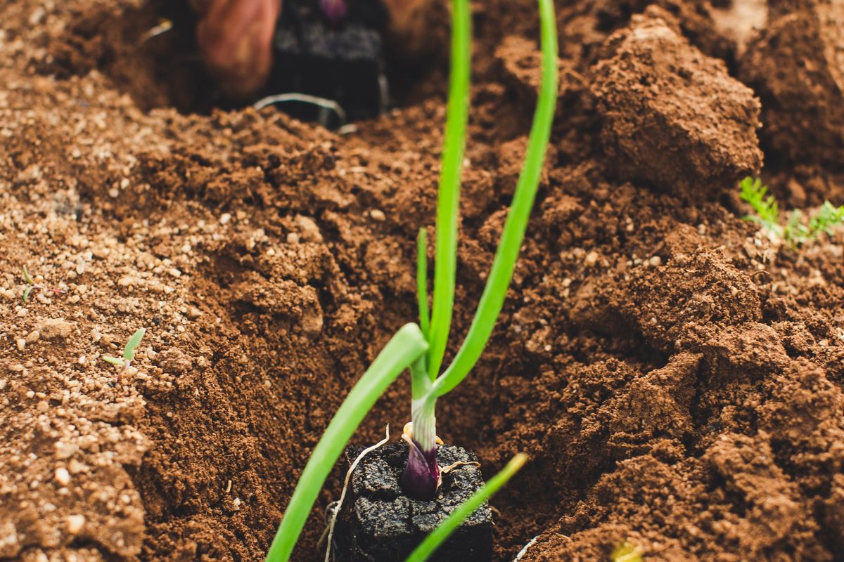 Setelah daun bawang tumbuh, Anda harus memberi pupuk rutin seminggu  sekali.