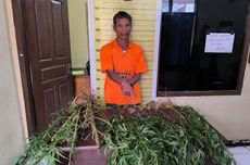 Tanam Ganja di Belakang Rumah, Pria di Taput Ditangkap Polisi