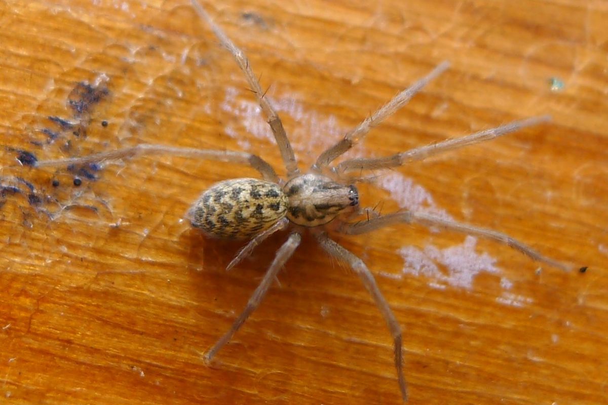 Laba-laba raksasa, giant house spider (Eratigena atrica).