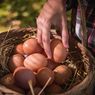 Harga Telur Ayam Anjlok, Ini Penjelasannya dari Profesor IPB