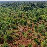 Revitalisasi Gambut Riau: Menanam Tanpa Membakar, Mensejahterakan Tanpa Merusak Alam
