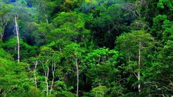Laju Deforestasi Hutan Tropis Global Turun, Tapi Tetap Mengkhawatirkan