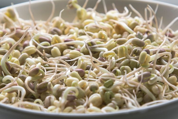 Ilustrasi kecambah atau taoge