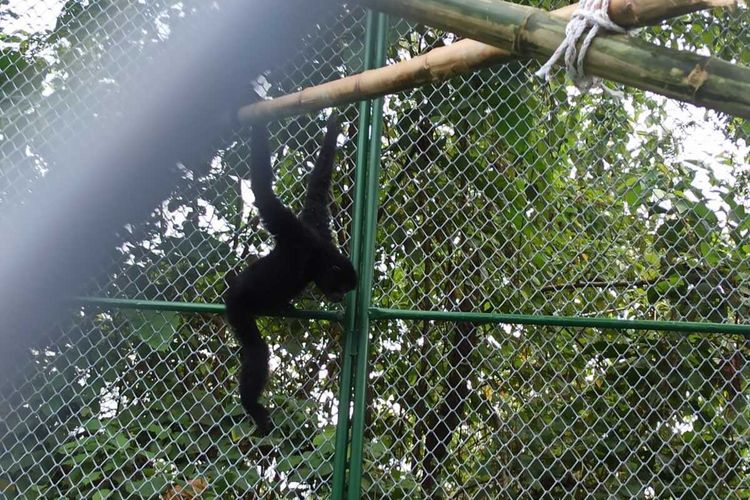 Satu dari enam siamang tiba dari penyerahan masyarakat dan sempat dititipkan di PPS Tegal Alur, BKSDA Jakarta tiba di Pusat Rehabilitasi Orangutan dan Primata lainnya yang dikelola YOSL-OIC, mitra kerjasama BBKSDA Sumut, di Bukit Mas Besitang, Langkat menjalani proses karantina dan rehabilitasi sebelum nantinya dilepasliarkan ke habitat alaminya.