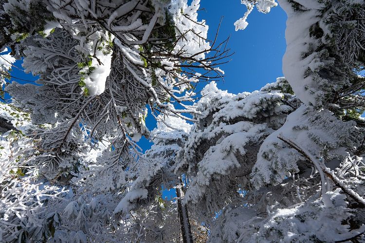 Juhyo atau &ldquo;monster salju&rdquo; di Gunung Zao, Jepang, terancam punah akibat krisis iklim dan serangan wabah.