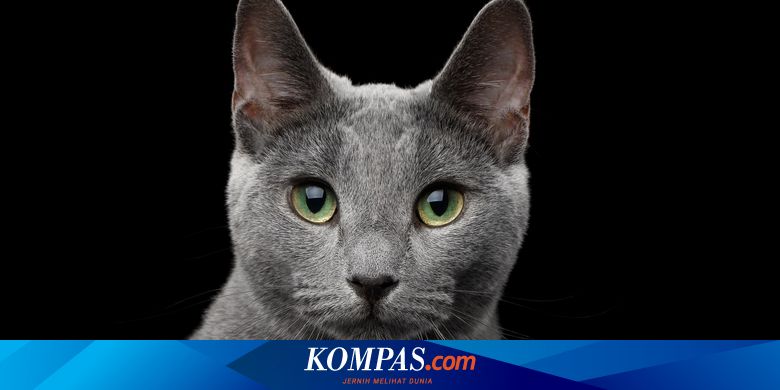 Seekor Kucing  di China  Kelelahan Usai Kawin dengan 5 