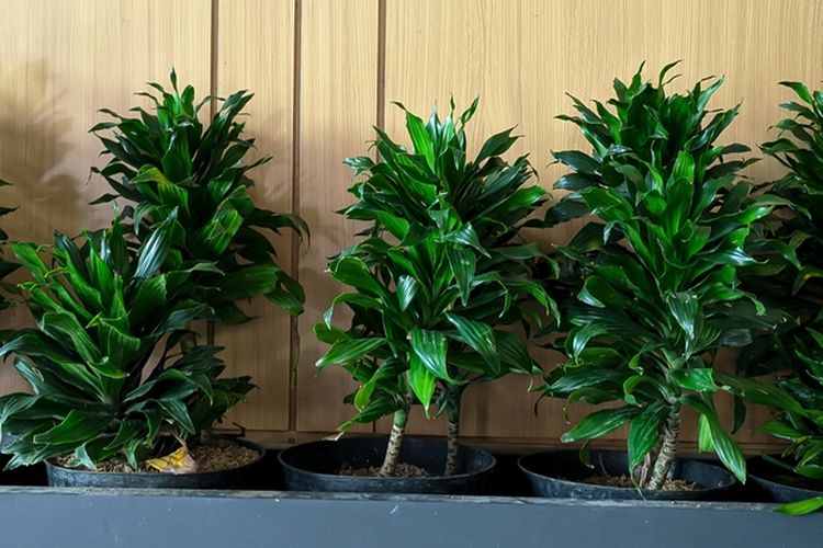 Ilustrasi tanaman hias Dracaena compacta.