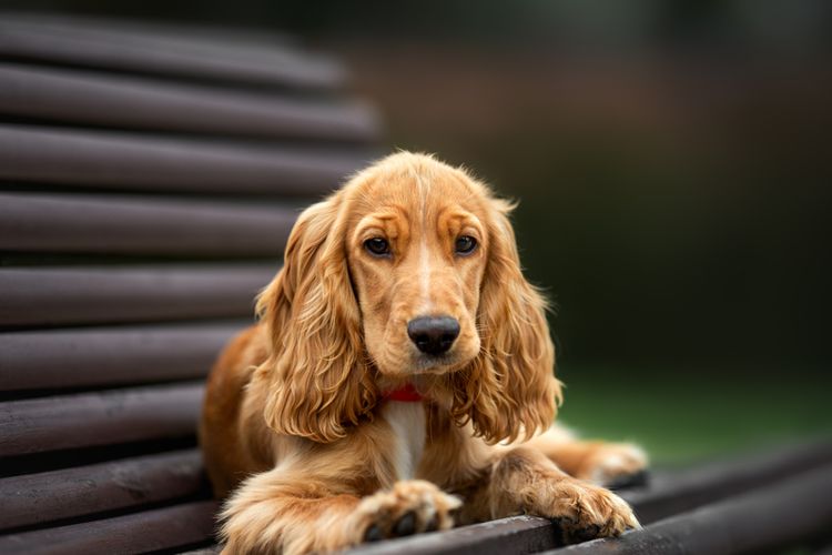 Ilustrasi anjing jenis cocker spaniel. 