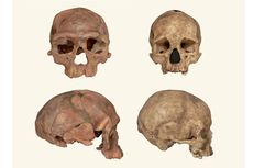 Fosil Tertua dari Maroko Tulis Ulang Sejarah Manusia Modern