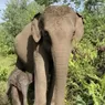 Induk Gajah Ria Lahirkan Bayi Betina di Taman Nasional Tesso Nilo