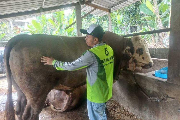 Aziz Muslim saat melakukan perawatan sapi dengan bobot 1 ton 150 kilogram miliknya di Gunungpati, Kota Semarang, Jawa Tengah (Jateng). Selasa (5/6/2024).