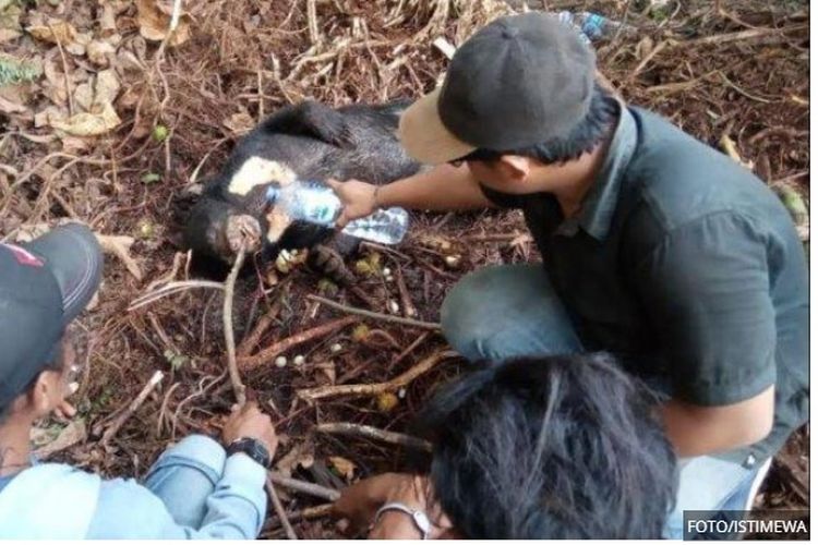 Aktivis satwa liar sedang melepaskan jeratan yang menyebabkan beruang madu mati di Desa Batu Teritip, hutan Senepis, Dumai, Riau. 