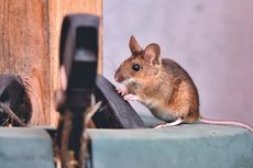 11 Tanaman Pencegah Tikus Masuk Rumah, Bisa Ditanam di Pekarangan