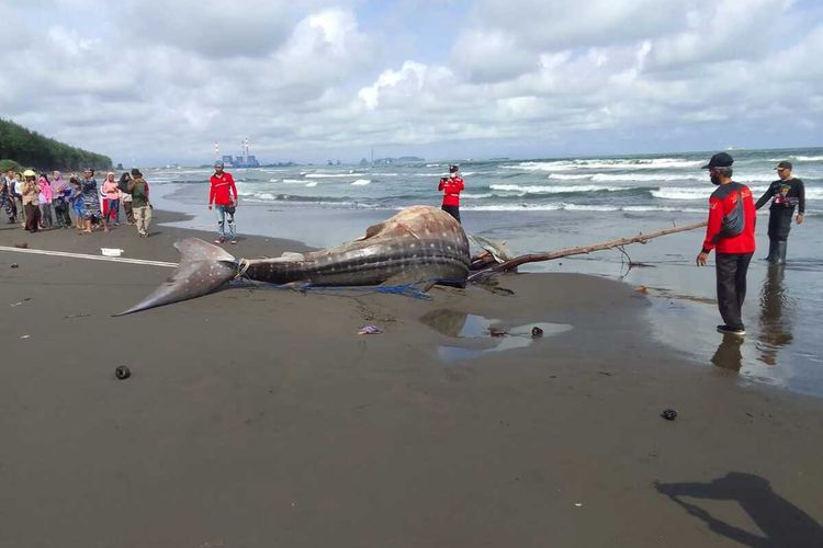 Tim gabungan mengevakuasi bangkai ikan hiu tutul yang terdampar di Pantai Kemiren, Kelurahan Tegalkamulyan, Kabupaten Cilacap, Jawa Tengah, Sabtu (5/11/2022).