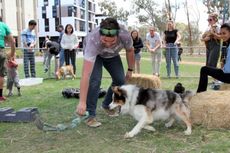 Cegah Stres Mahasiswa, Universitas di Australia Bangun Kebun Binatang