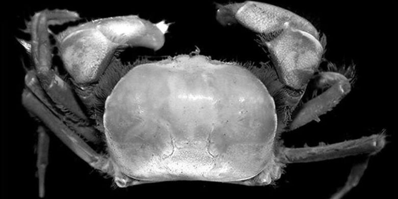 Salah satu spesies kepiting yang ditemukan di area operasi PT Freeport Indonesia