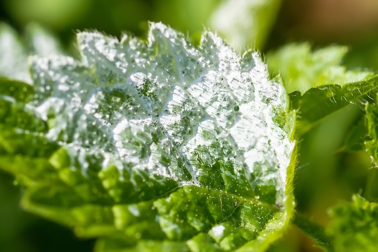 Ilustrasi penyakit embun tepung atau powdery mildew pada tanaman. 