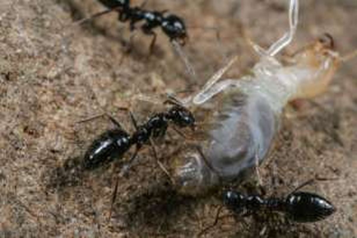 Semut Lepisiota membunuh rayap.