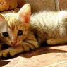 5 Cara Bikin Kucing Cepat Gemuk