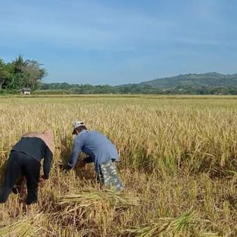 Panen padi di Desa Lekong, Kecamatan Alas Barat, Sumbawa