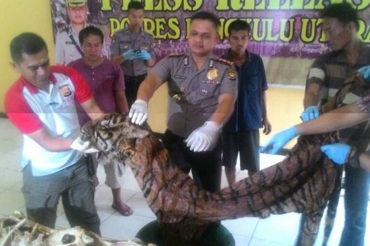Kapolres Bengkulu, AKBP. Andhika Visnu memperlihatkan barang bukti kulit dan tulang harimau yang diamankan dari pelaku penjualan