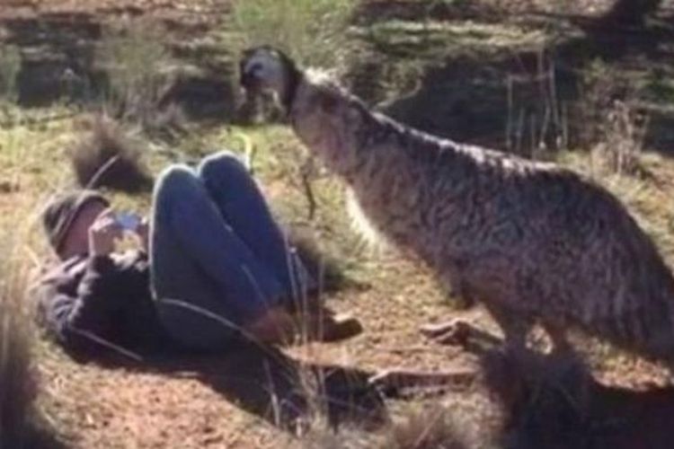 Seekor burung emu terekam kamera melakukan ritual kawin di hadapan seorang turis asal AS yang sedang menjelajah pedalaman Australia. Burung emu itu nampaknya tertarik dengan sosok si turis dan mencoba merayunya.