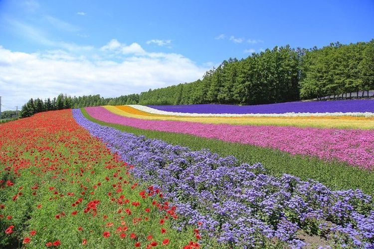 Hamparan bunga warna-warni yang mekar pada musim panas di Farm Tomita, Furano, Hokkaido, Jepang. 