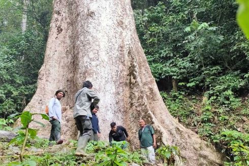 Fakta-fakta Seputar Penemuan Pohon Raksasa di Agam