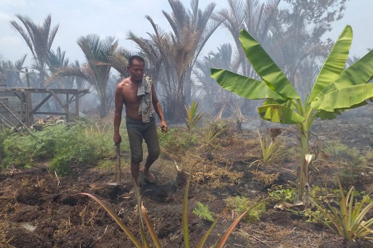 Salah satu kebun sagu warga Desa Tebun, Kecamatan Rangsang, Kabupaten Kepulauan Meranti, Riau, yang terbakar akibat imbas dari kebakaran hutan dan lahan, Jumat (8/3/2019).