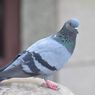 Mengapa Bayi Burung Merpati Tidak Terlihat Berterbangan di Jalanan? 