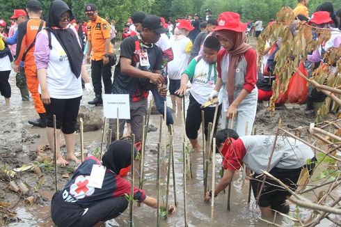 221 Relawan PMR dan Internasional Tanam 1.000 Bibit Mangrove dan Bersihkan Pantai Perahu Batu