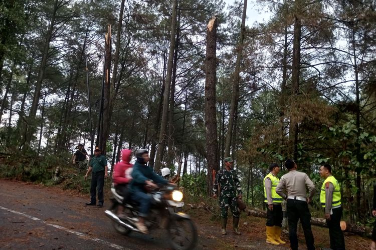 Hujan Angin di Pekalongan: 24 Pohon Pinus Tumbang, Jalur Kajen-Banjarnegara Sempat Macet
