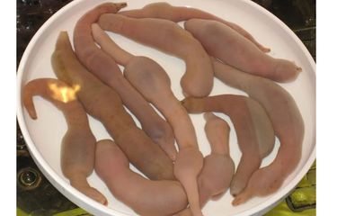 Gaebul adalah makanan asal Korea Selatan yang berasal dari dari ikan penis.
