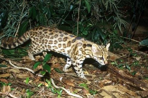 Spesies Baru Kucing Liar Ditemukan di Brasil