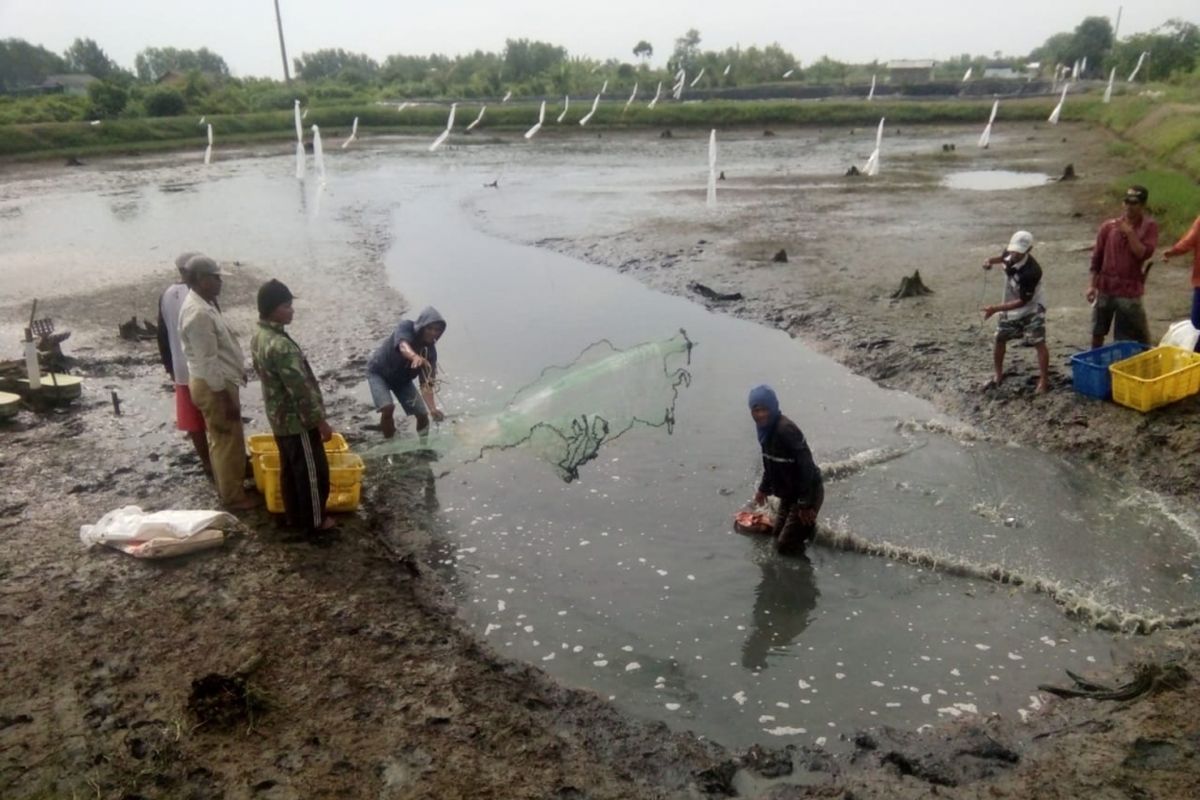 Petambak Dipasena melakukan panen dini karena minimnya pasokan solar. Foto dari Pengurus P3UW Lampung