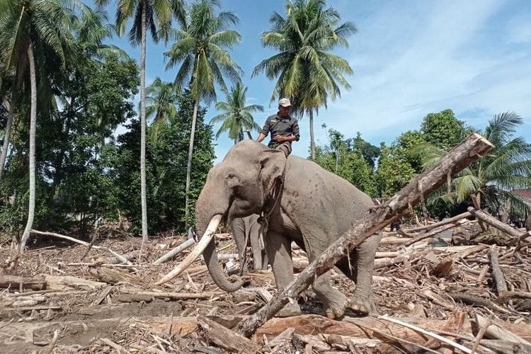 Balai Konservasi Sumber Daya Alam (BKSDA) Aceh menurunkan empat gajah terlatih untuk membantu penanganan dampak banjir di sejumlah wilayah Aceh, salah satunya Kabupaten Pidie Jaya, Minggu (7/12/2025).