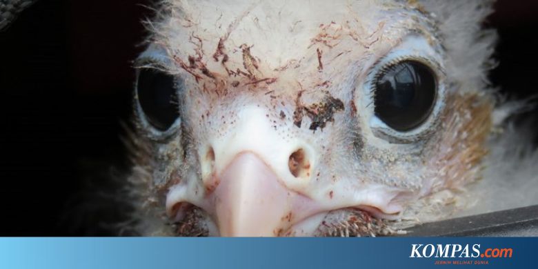 7000 Gambar Burung Elang Dan Anaknya HD Terbaik