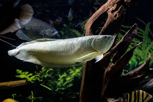 Bolehkah Memelihara dan Membudidaya Ikan Arwana di Indonesia?