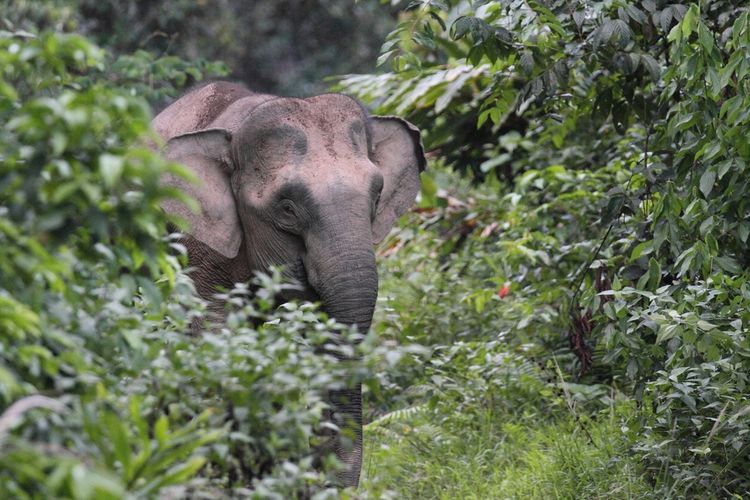 Gajah Kalimantan (Elephas maximus borneensis).