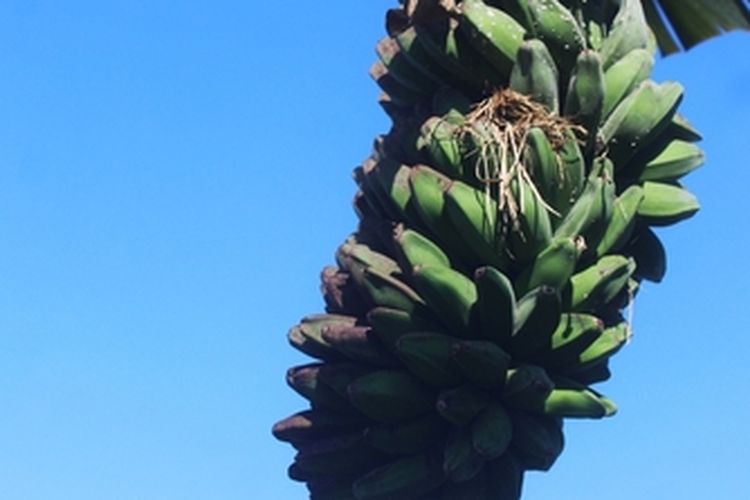 Tanaman pisang kepok tanjung tanpa jantung