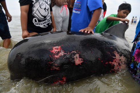 Fakta 52 Ikan Paus Terdampar di Madura, 49 Ekor Mati, BKSDA Sebut Fenomena Langka