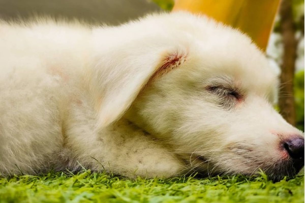 Bokep main sama hewan