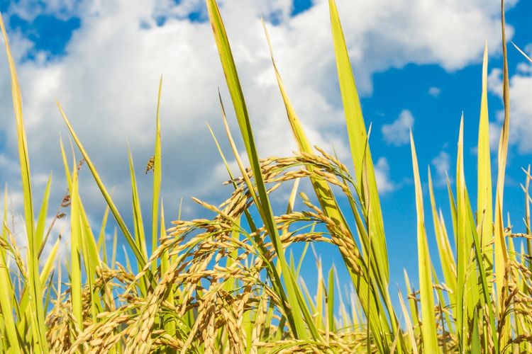 Ilustrasi tanaman padi. 